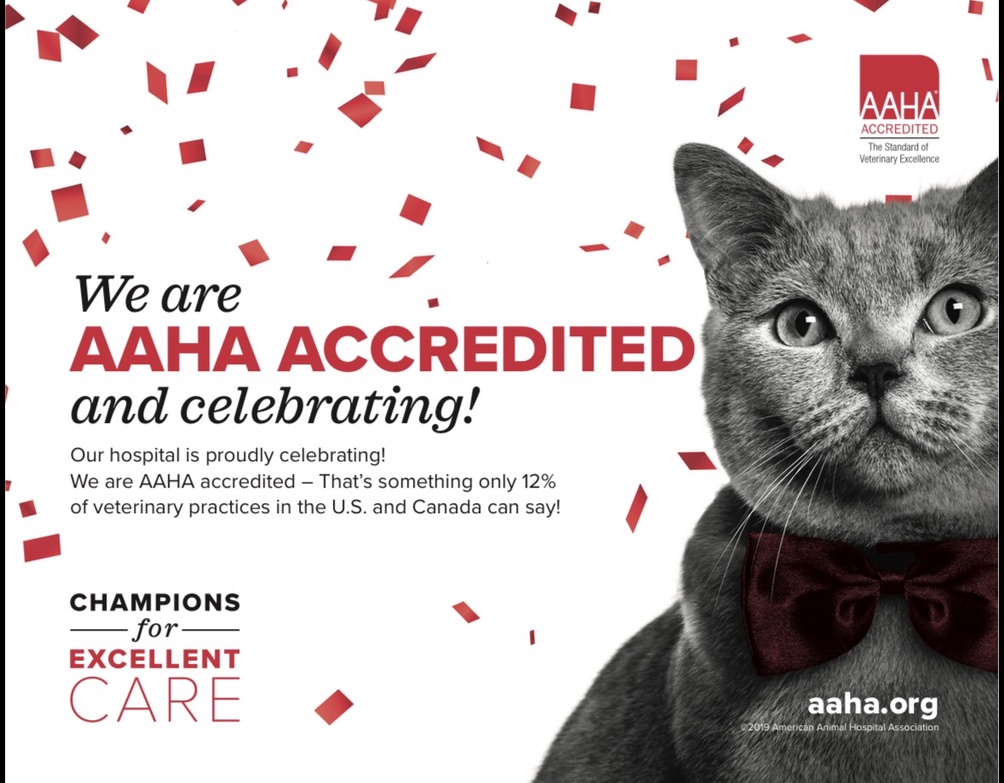 Celebramos nuestra acreditación AAHA: ilustración de un gato con confeti rojo.