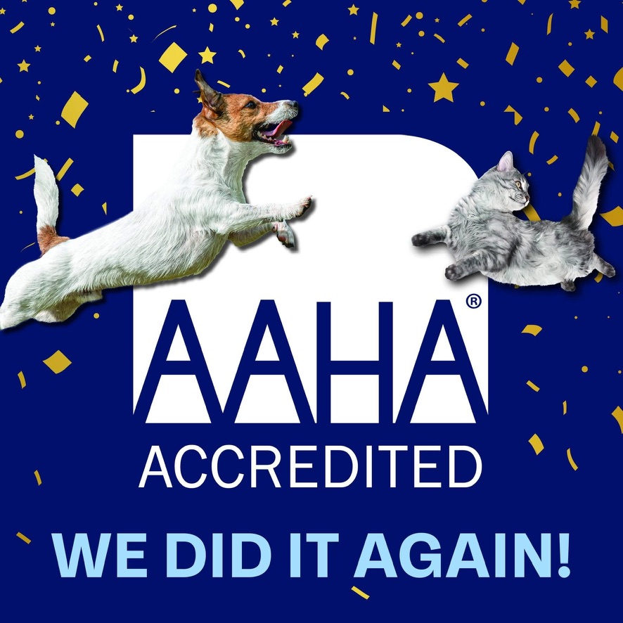 AAHA Accredited, we did it again: un perro y un gato celebran la reacreditación.