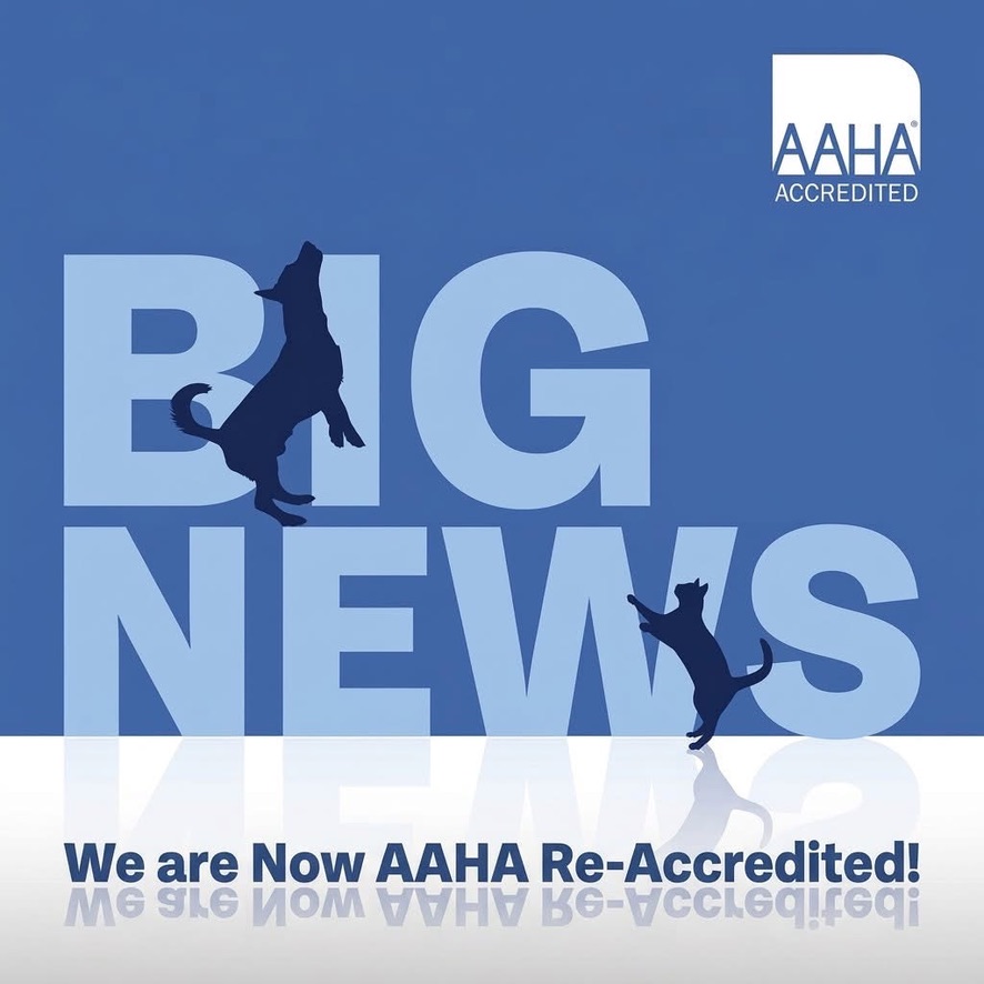 Big News: Caparra Animal Hospital vuelve a obtener la acreditación AAHA.