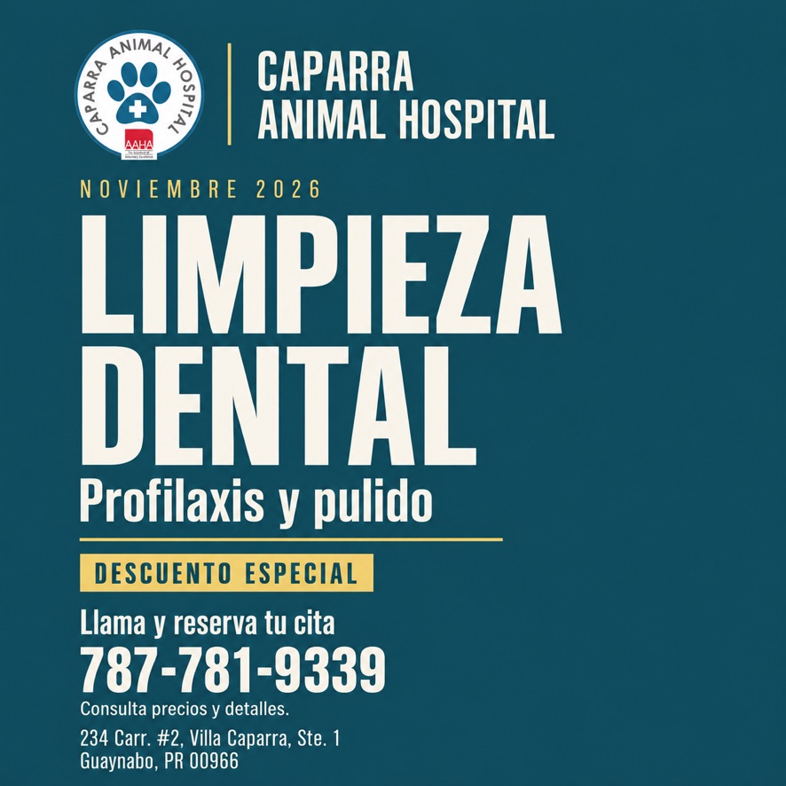 Limpieza dental en noviembre de 2026 en Caparra Animal Hospital: descuento especial en profilaxis y pulido. Llama al 787-781-9339 para precios y citas.