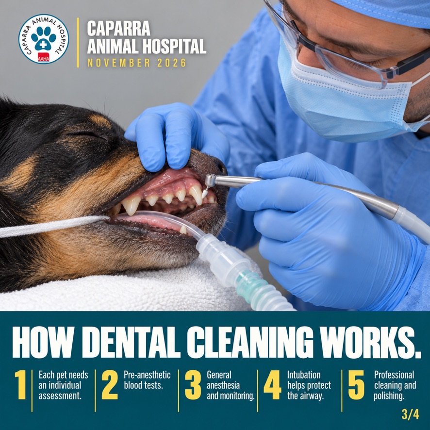 Cómo se realiza la limpieza dental: evaluación individual, análisis preanestésicos, anestesia y monitoreo, intubación y limpieza con pulido.