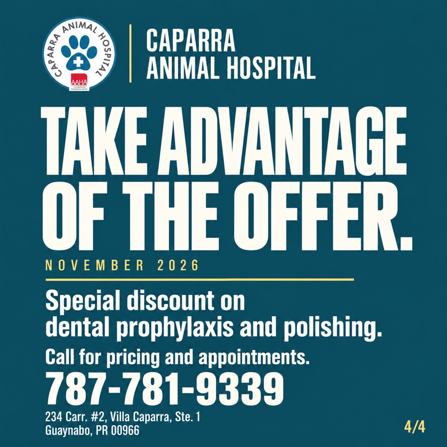 Oferta dental de noviembre de 2026 de Caparra Animal Hospital. Llama al 787-781-9339 para conocer precios y reservar.